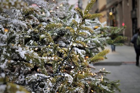 Bayonne et Anglet organisent  la collecte de sapins