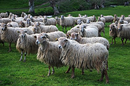 Les moutons du Pays Basque