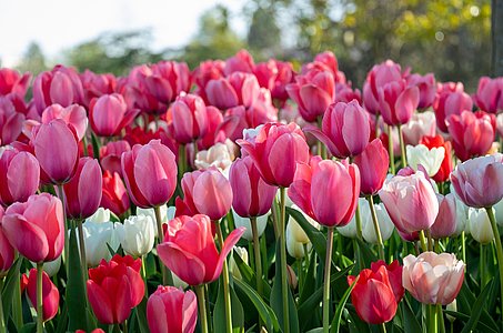 La Fête de la Tulipe à Meillon