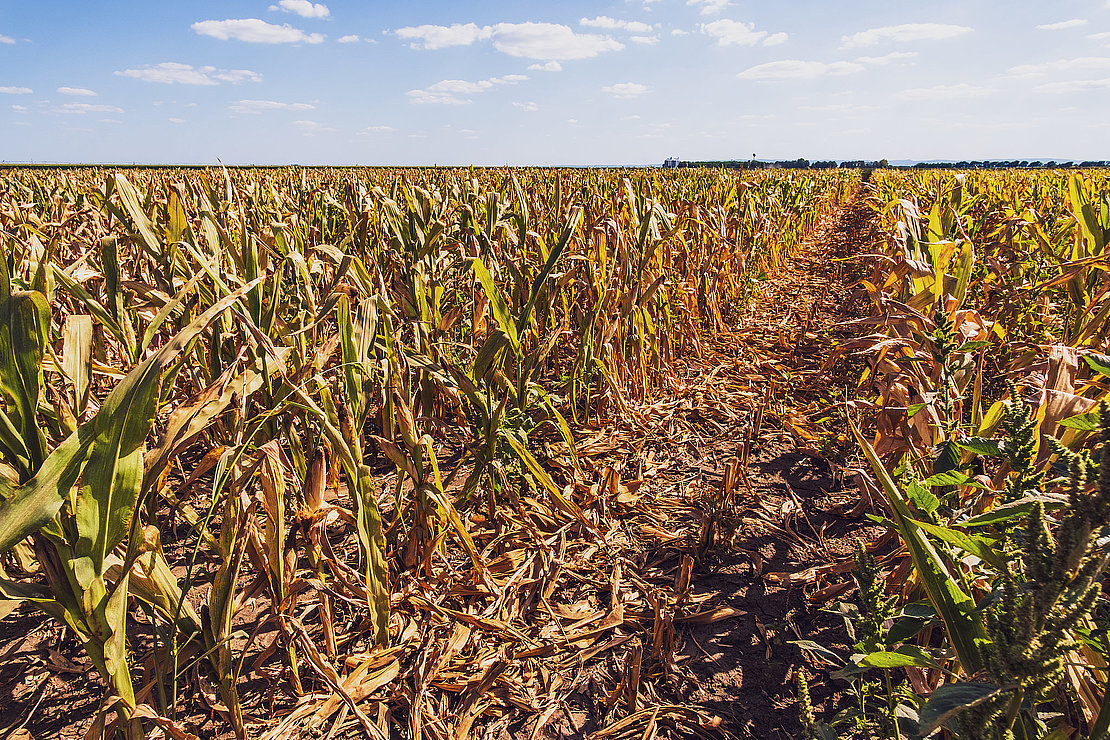 Devastated and dry corn field because of long drought in summer.