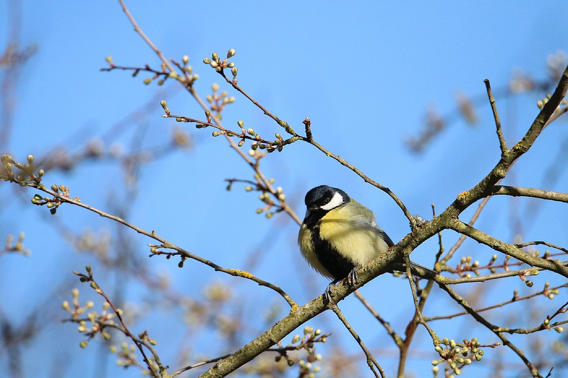 L’Agglomération paloise, « Territoire engagé pour la nature »